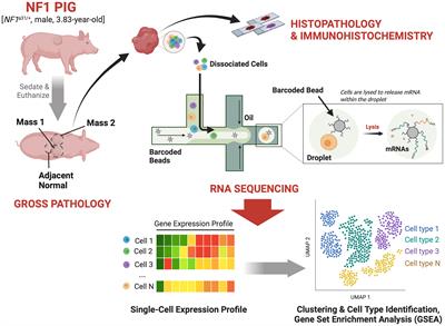 Single-cell RNA sequencing of neurofibromas reveals a tumor microenvironment favorable for neural regeneration and immune suppression in a neurofibromatosis type 1 porcine model